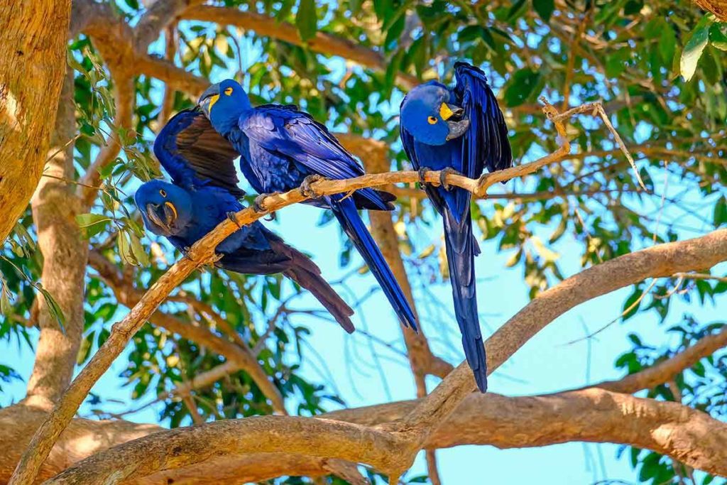 filhotes-arara-azul-1.jpg