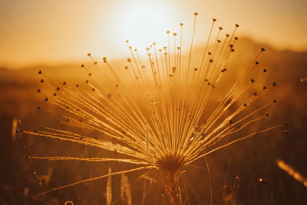 Veadeiros (104) Veadeiros (104)