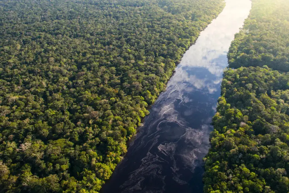 Amazonia – (129) Amazonia - (129)