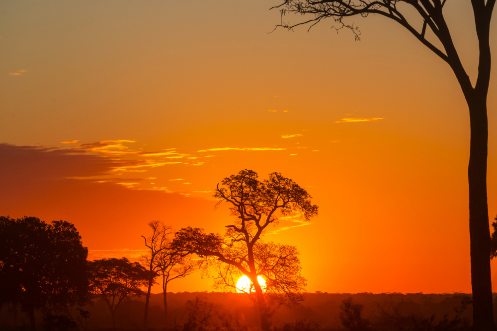 Pantanal Norte (1)