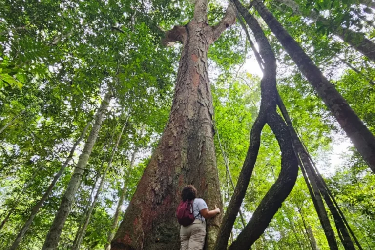 Amazonia - (53)