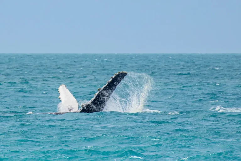 Abrolhos (24)